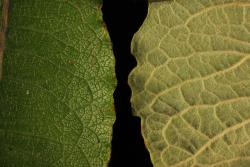 Salix caprea. Leaf surfaces and margins.
 Image: D. Glenny © Landcare Research 2020 CC BY 4.0